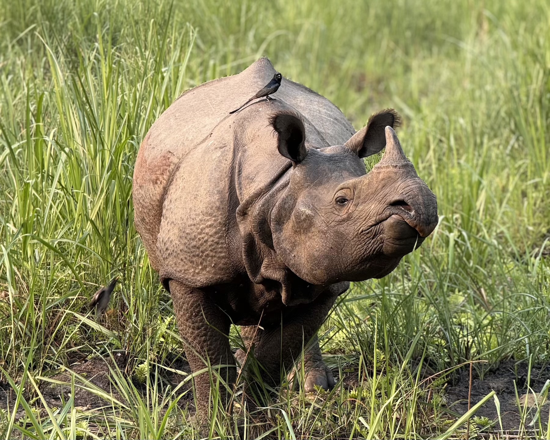 Chitwan Jungle Safari Experience